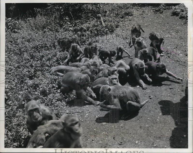 Load image into Gallery viewer, 1960 Press Photo large group of monkeys at a feeding area
