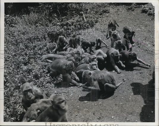 1960 Press Photo large group of monkeys at a feeding area