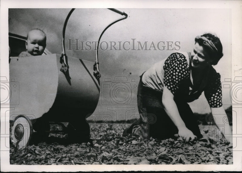 Load image into Gallery viewer, 1949 Press Photo Skane Swedem Mrs Elsa Lindgren farmers wife weeds turnips
