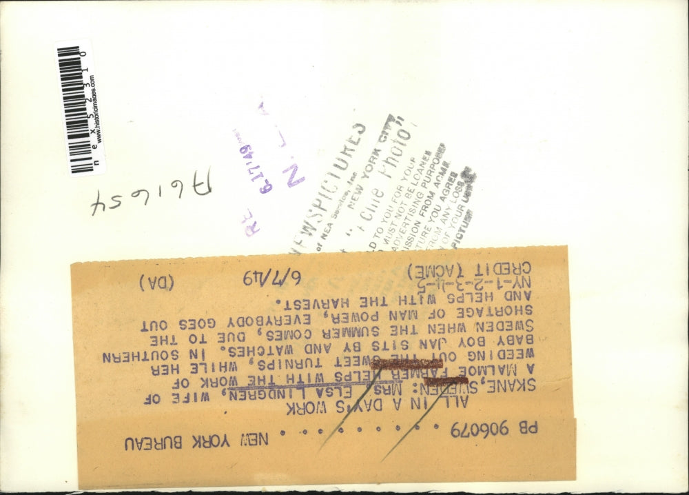 1949 Press Photo Skane Swedem Mrs Elsa Lindgren farmers wife weeds turnips