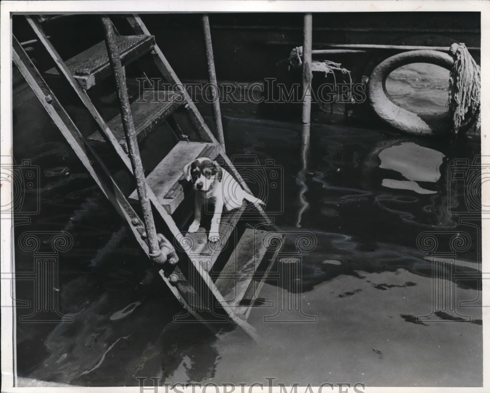 1942 Press Photo Coast Guard rescues Mickey the dog from ship ladder