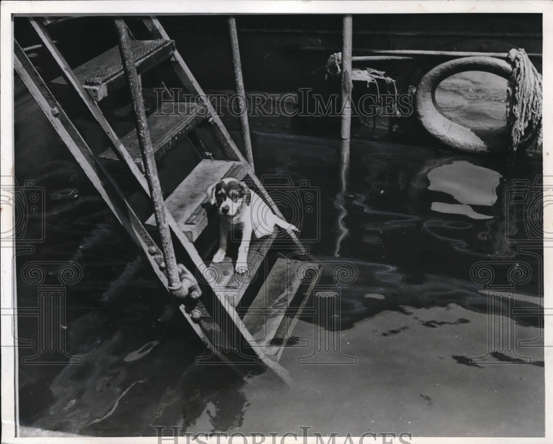 Load image into Gallery viewer, 1942 Press Photo Coast Guard rescues Mickey the dog from ship ladder
