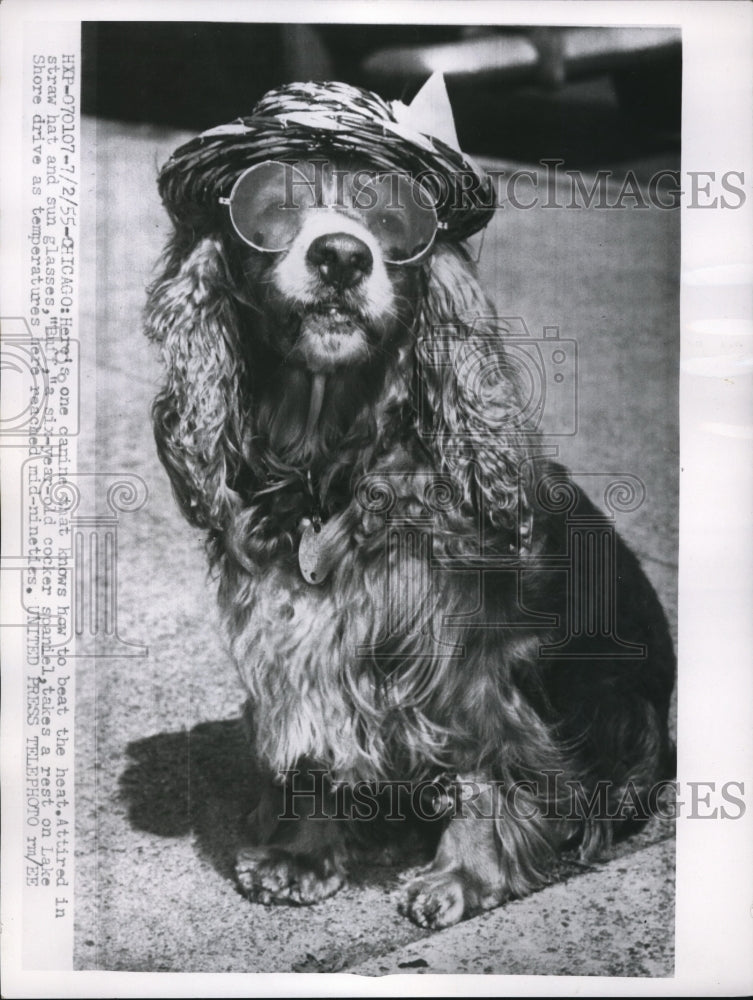 1955 Press Photo "Buff" a cocker spaniel on Lake Shore Drive