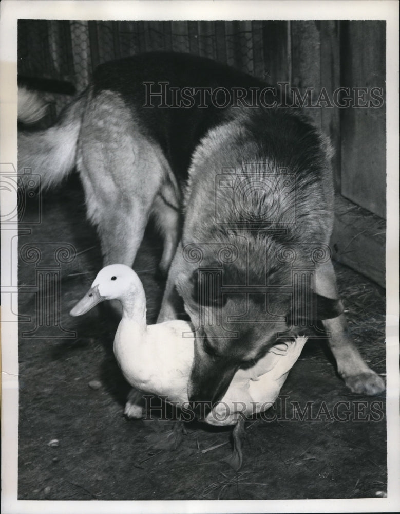 Load image into Gallery viewer, 1959 Press Photo Prinz the Dog and Drake the Goose are Best Friends
