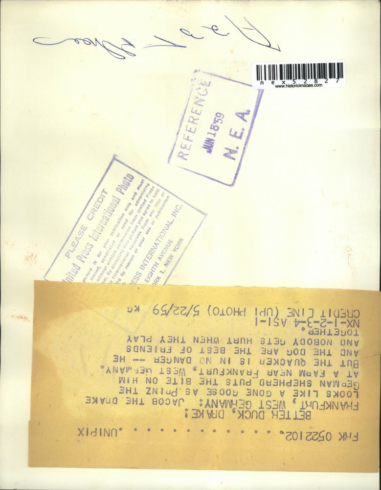 1959 Press Photo Prinz the Dog and Drake the Goose are Best Friends