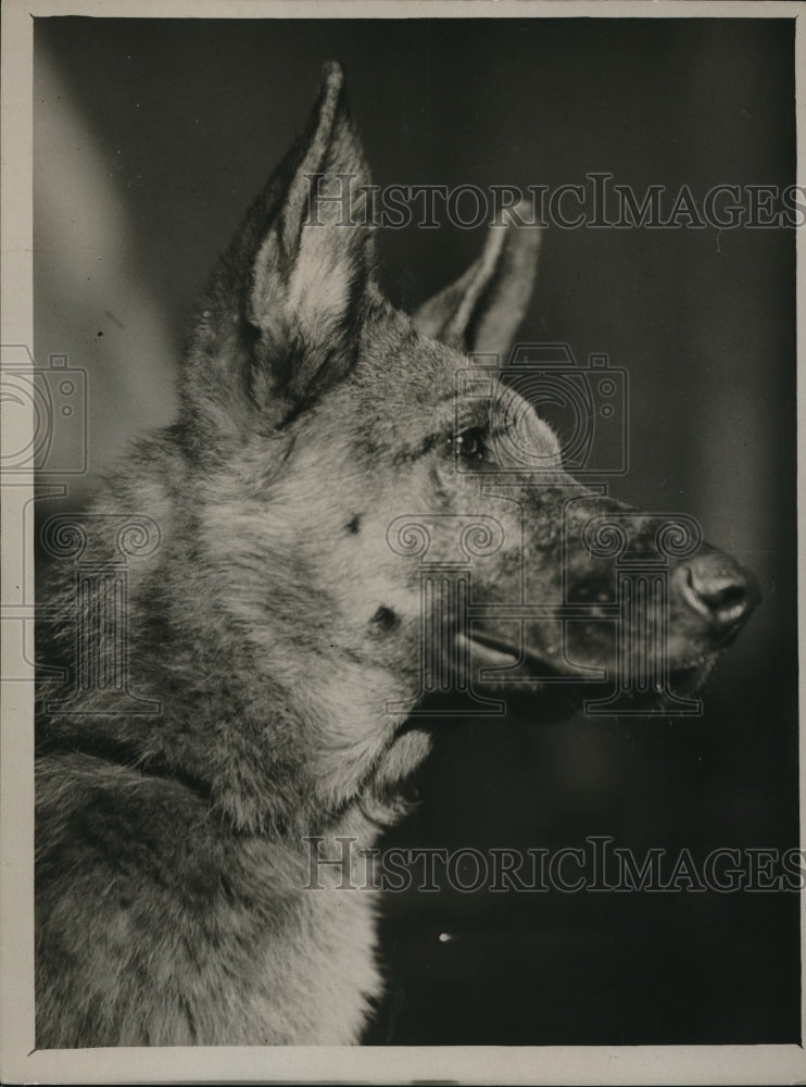 1927 Press Photo Championship Alsatian Dog Show at Horticultural Show