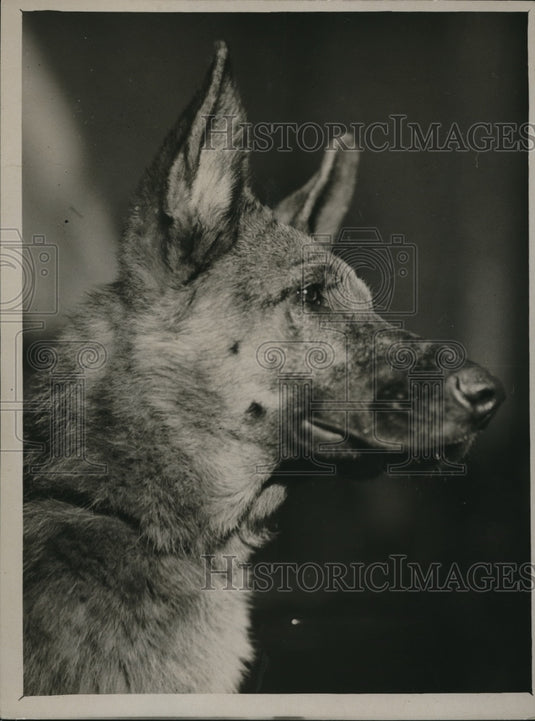 1927 Press Photo Championship Alsatian Dog Show at Horticultural Show