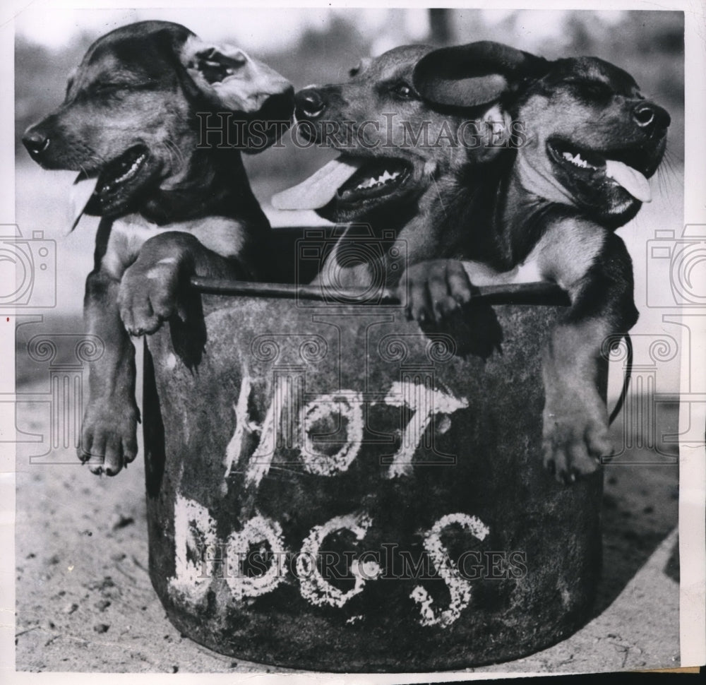1950 Press Photo Three pups sweating out the summer