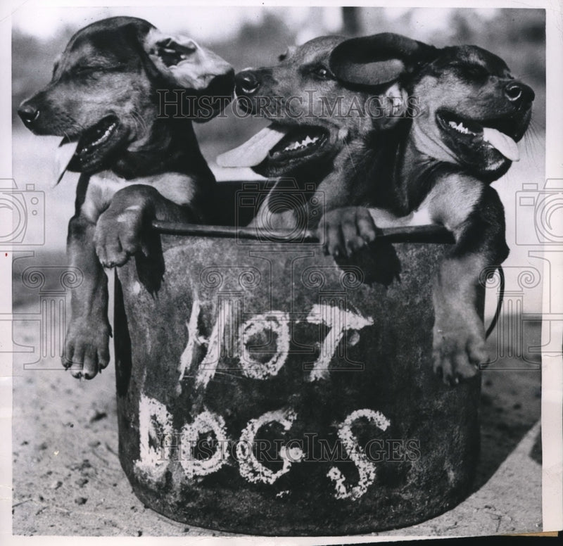 Load image into Gallery viewer, 1950 Press Photo Three pups sweating out the summer
