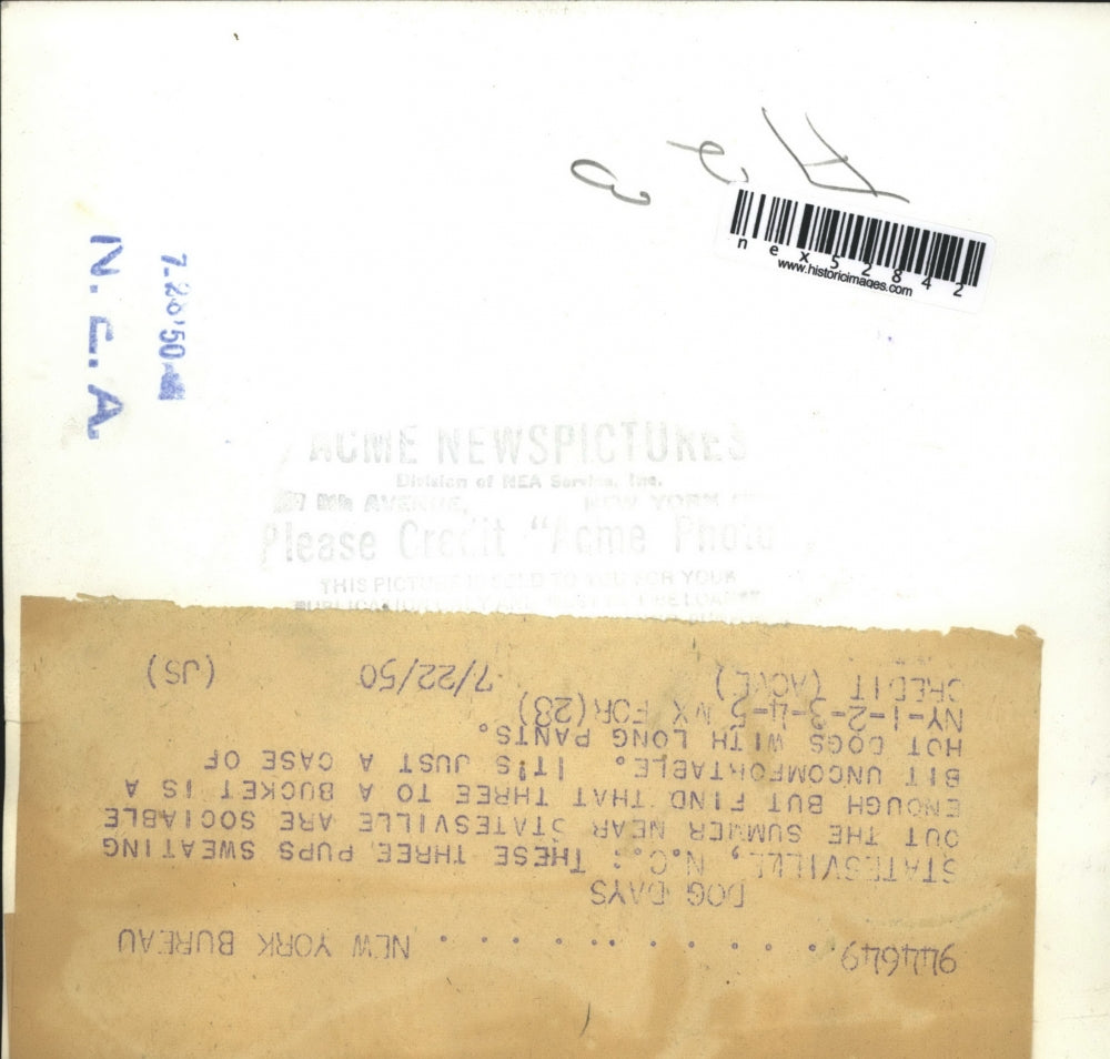 1950 Press Photo Three pups sweating out the summer