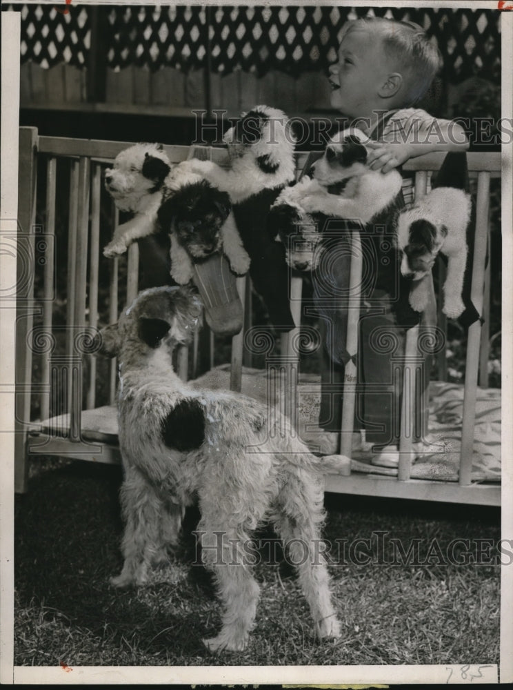 1945 Press Photo Bobbie Bruce w/ six puppies all socked up