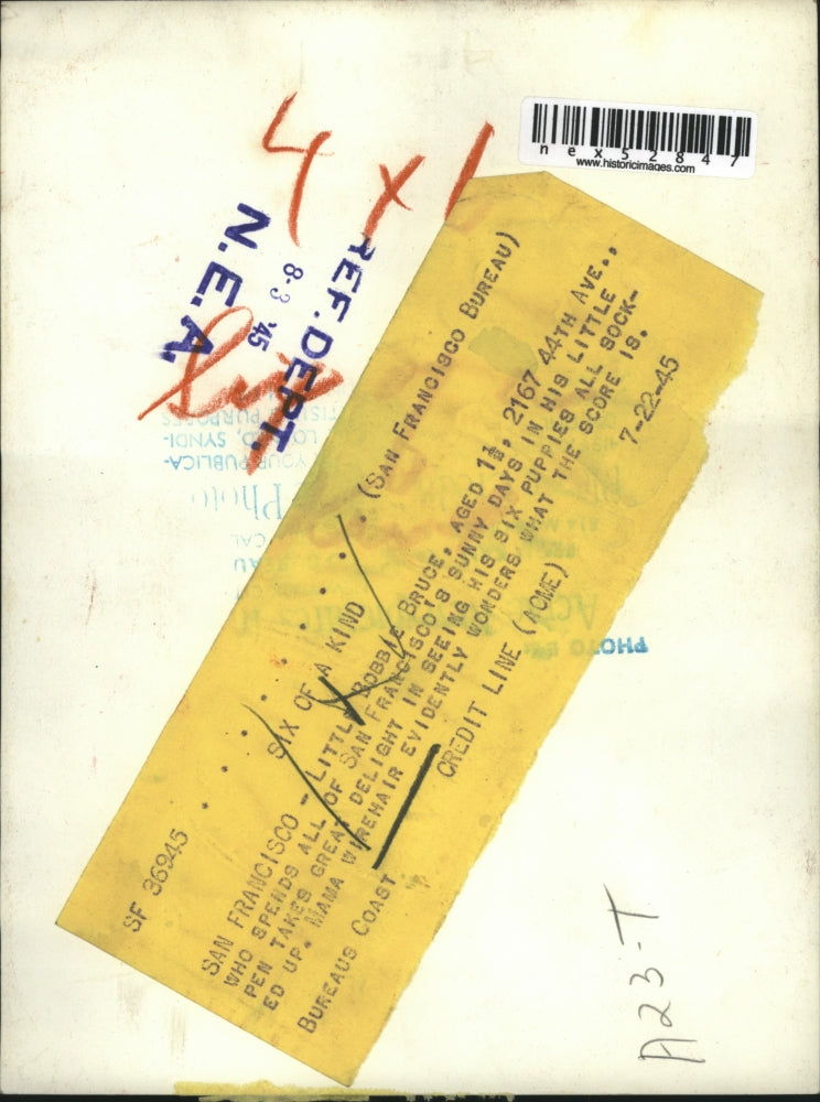 1945 Press Photo Bobbie Bruce w/ six puppies all socked up