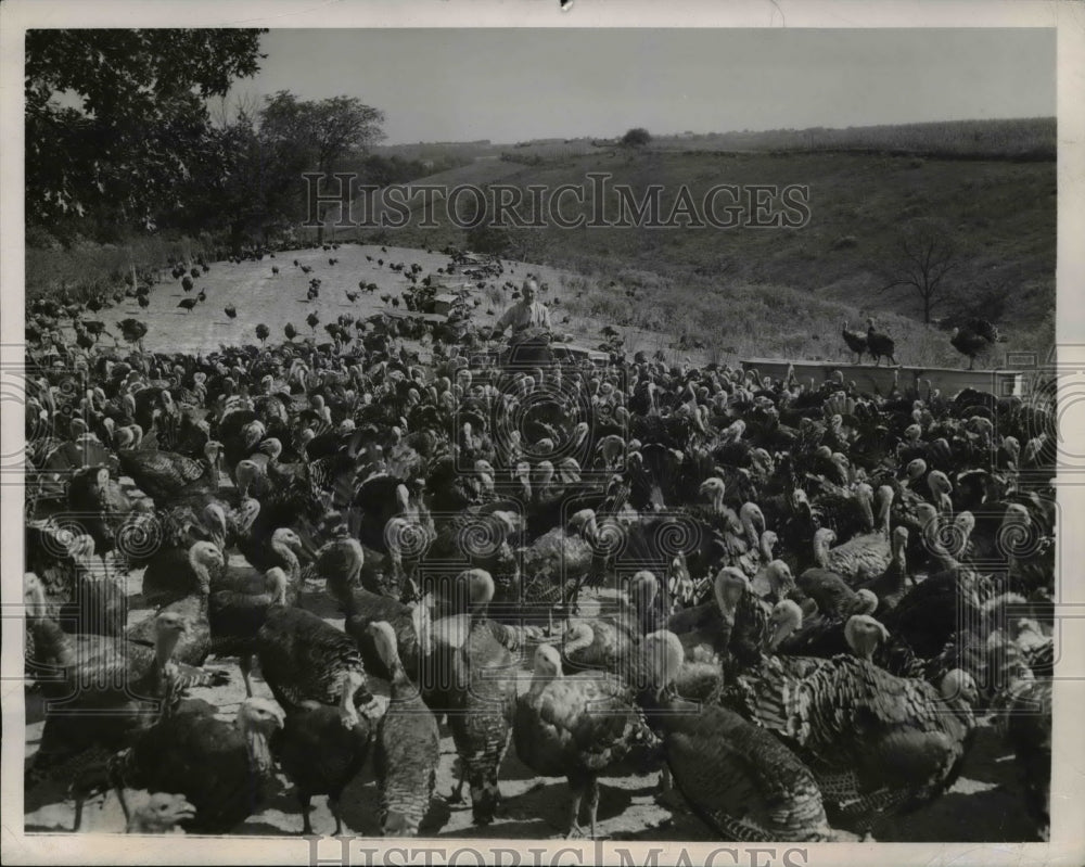 1947 Press Photo Lawrenceburg Ind John Laycock turkey farm