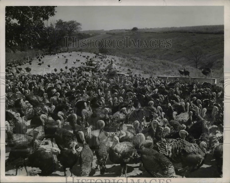 Load image into Gallery viewer, 1947 Press Photo Lawrenceburg Ind John Laycock turkey farm
