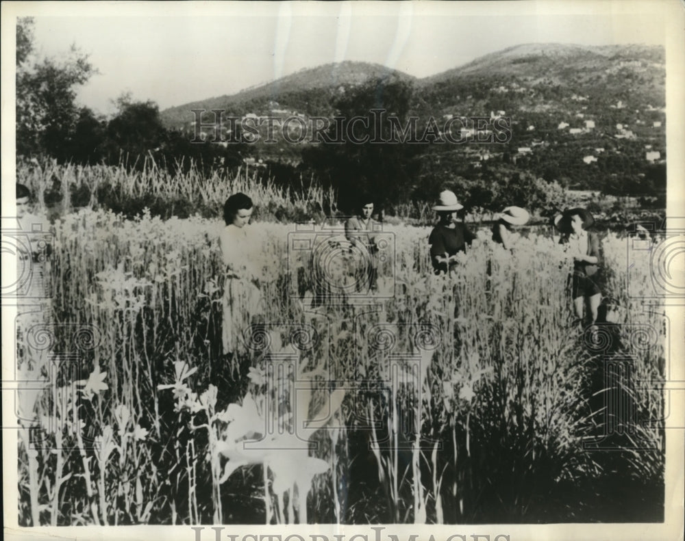 1958 Press Photo Flower pickers harvest tuberoses at Grasse France