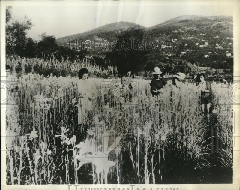 Load image into Gallery viewer, 1958 Press Photo Flower pickers harvest tuberoses at Grasse France
