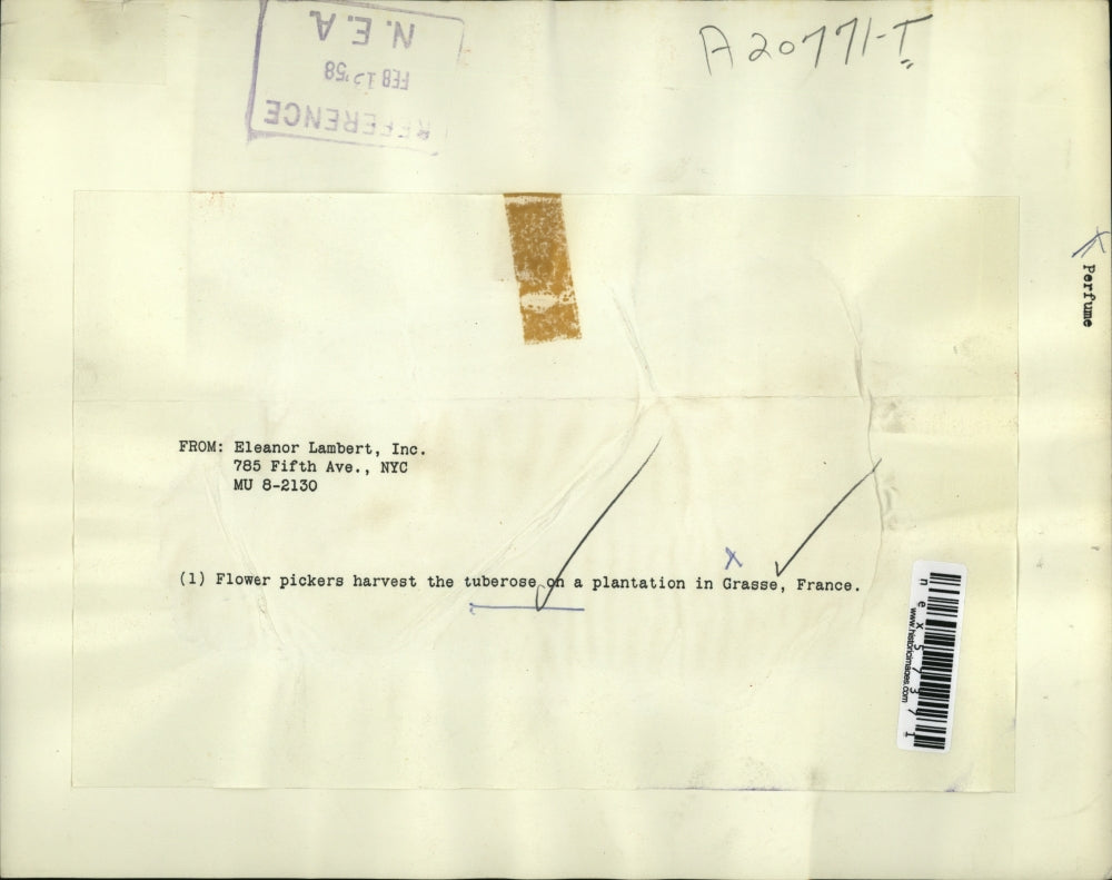 1958 Press Photo Flower pickers harvest tuberoses at Grasse France