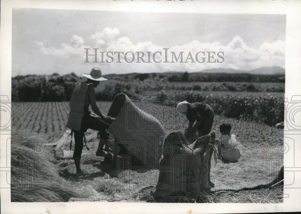 1947 Press Photo Kawakami Japan farmers with their rice harvest