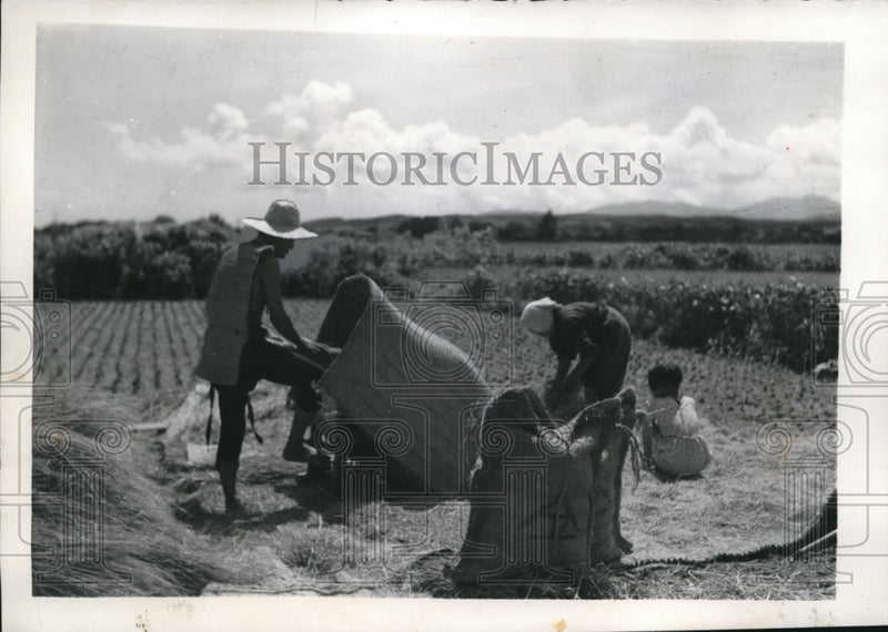 Load image into Gallery viewer, 1947 Press Photo Kawakami Japan farmers with their rice harvest
