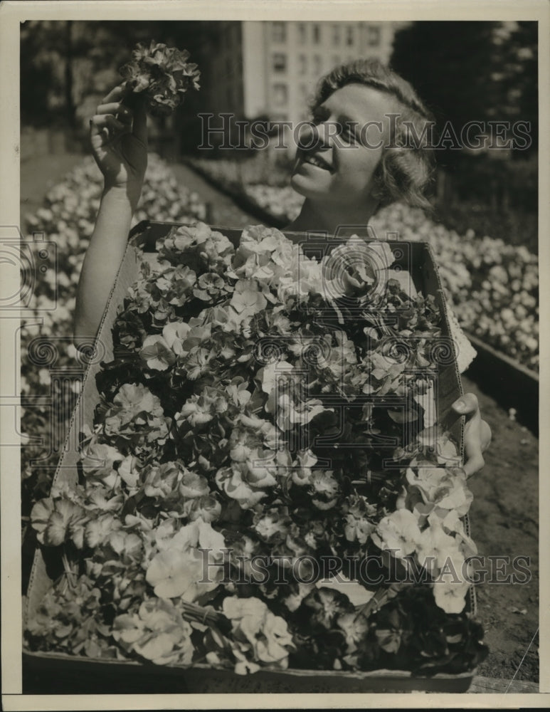 1935 Press Photo Helen Davis at only US viola farm in San Francisco