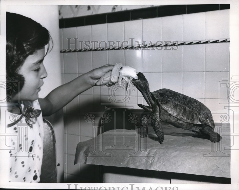 1956 Press Photo Irvington NJ Sondra Neuss feeds banana to a turtle
