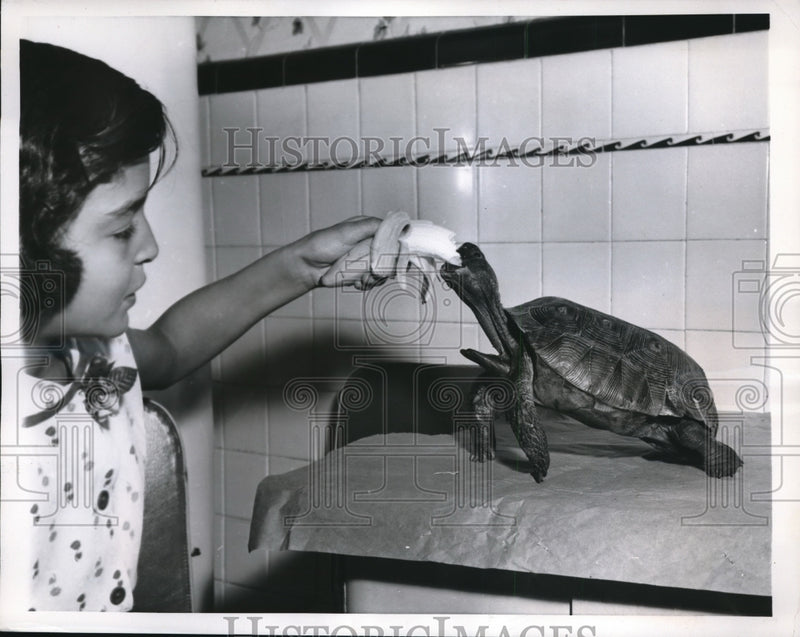Load image into Gallery viewer, 1956 Press Photo Irvington NJ Sondra Neuss feeds banana to a turtle
