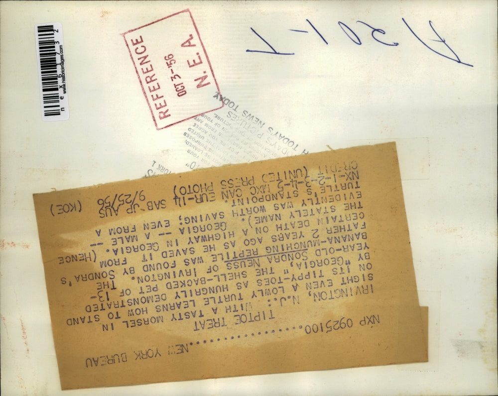 1956 Press Photo Irvington NJ Sondra Neuss feeds banana to a turtle