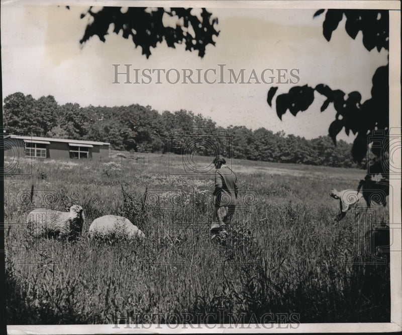 Load image into Gallery viewer, 1937 Press Photo Mrs Anna Kurpryanova at Frank McDonell estate with sheep
