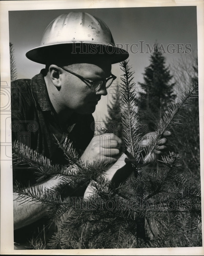 Load image into Gallery viewer, 1962 Press Photo Weyerhauser Co. research forester Dr Norman Johnson
