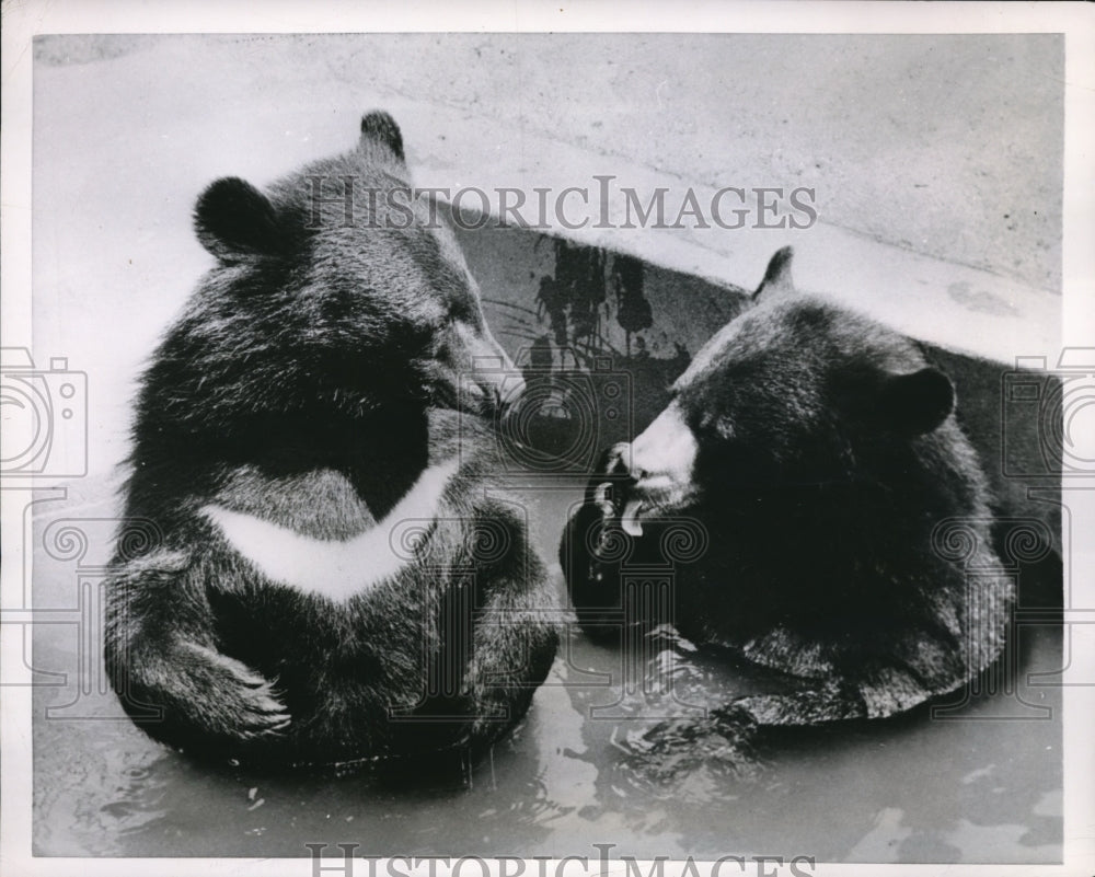 1952 Press Photo Bears Cool Off in Water in London Zoo
