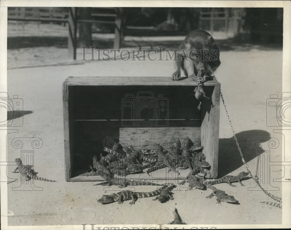 1932 Press Photo Baby alligators at LA Calif alligator farm