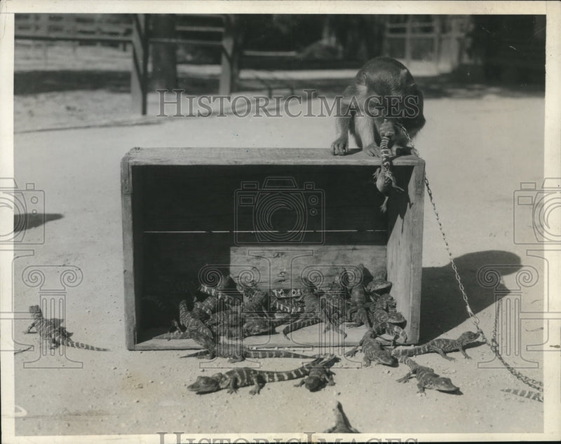 Load image into Gallery viewer, 1932 Press Photo Baby alligators at LA Calif alligator farm
