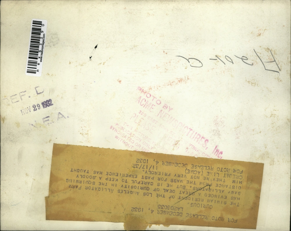 1932 Press Photo Baby alligators at LA Calif alligator farm