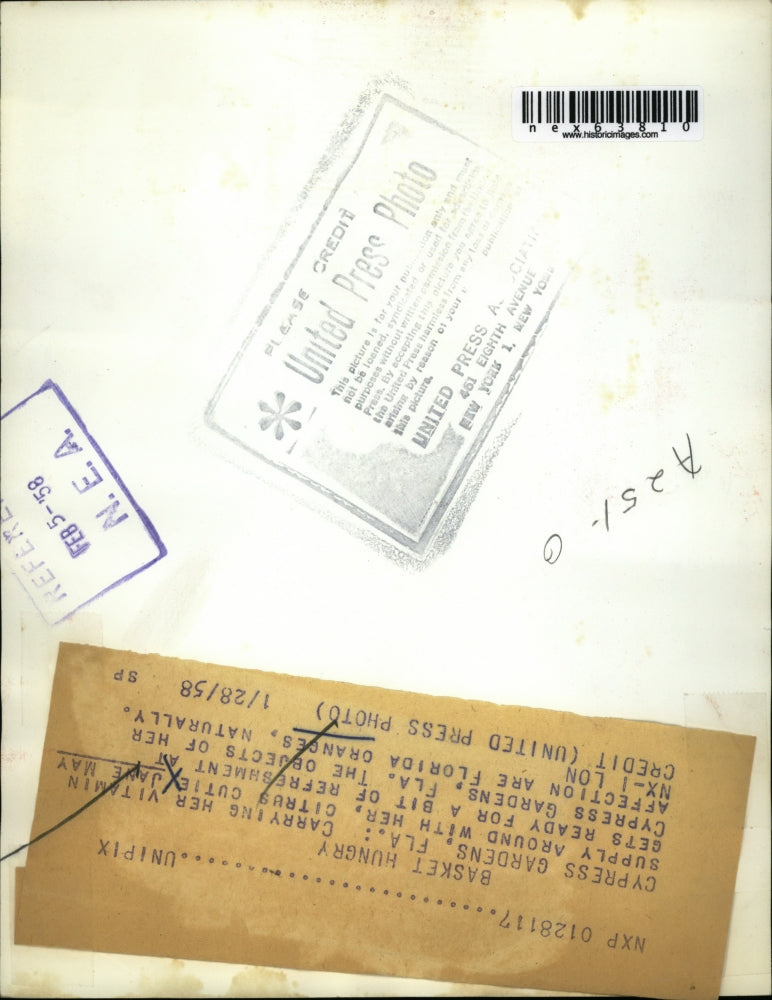 1958 Press Photo Cypress Gardens Fka Jane May & oranges in a grove