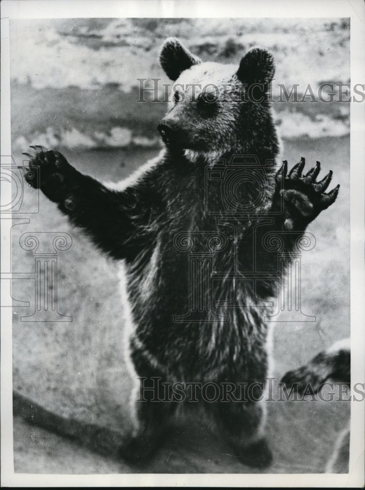 1950 Press Photo London England Syrian brown bear at London zoo