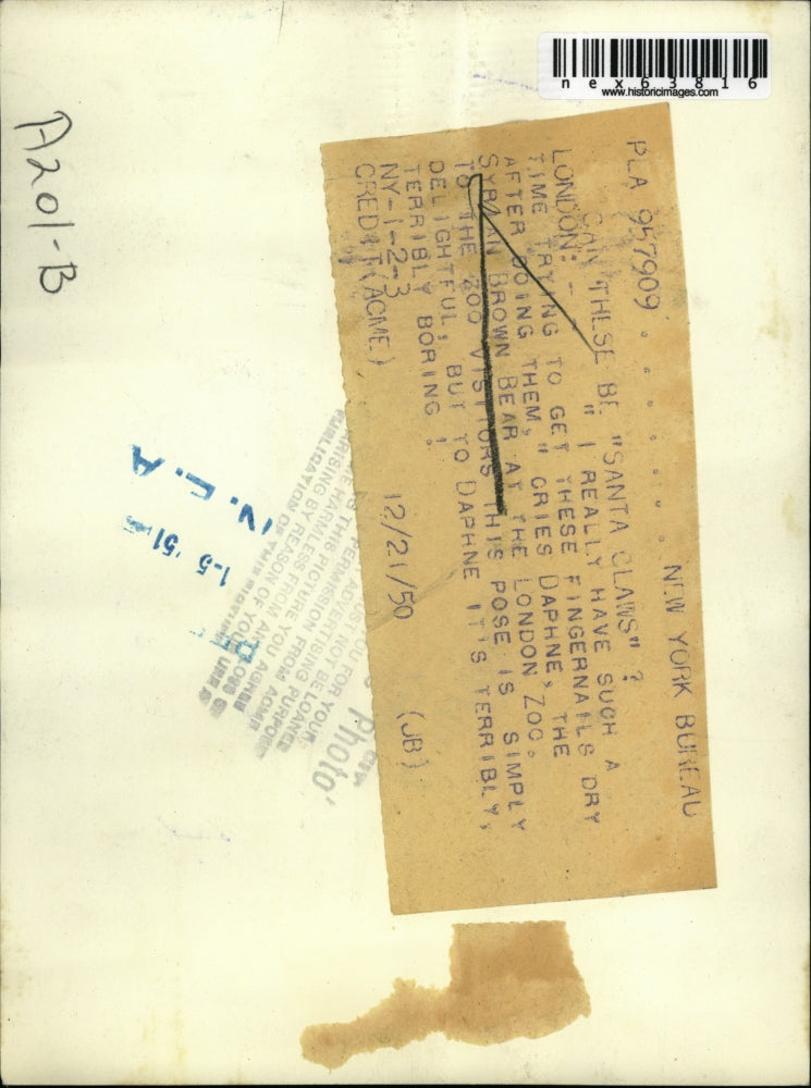 1950 Press Photo London England Syrian brown bear at London zoo