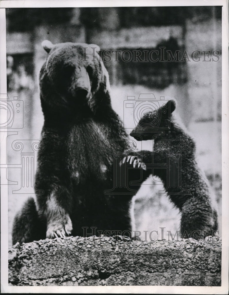 1952 Press Photo Minnie a Syrian brown bear & cub at London zoo