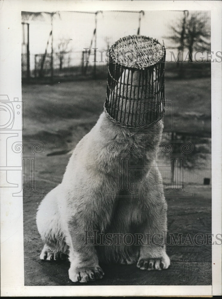 1946 Press Photo London England polar bear at Whipsnade zoo