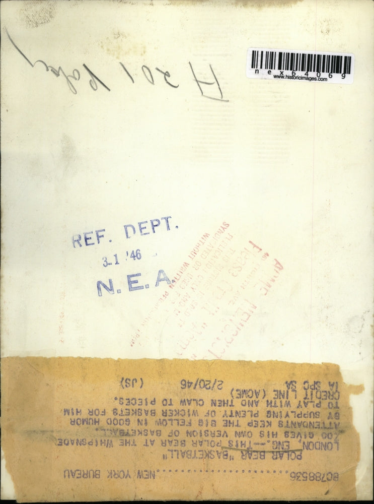 1946 Press Photo London England polar bear at Whipsnade zoo