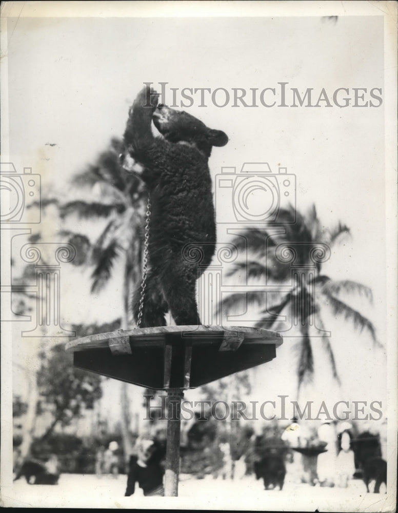 1935 Press Photo Bear cub nurses from bottle at tahiti Beach Fla