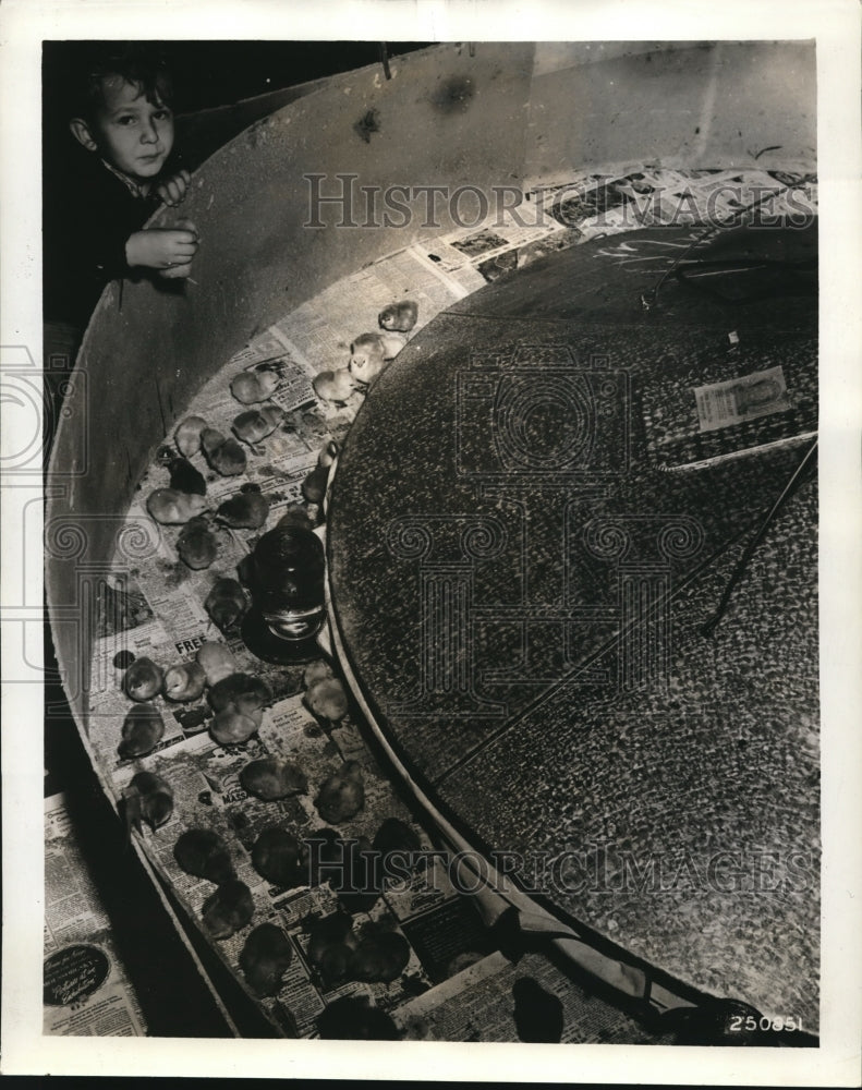 Load image into Gallery viewer, 1938 Press Photo Electric Brooder, Westinghouse Electric Poultry Proving Farm
