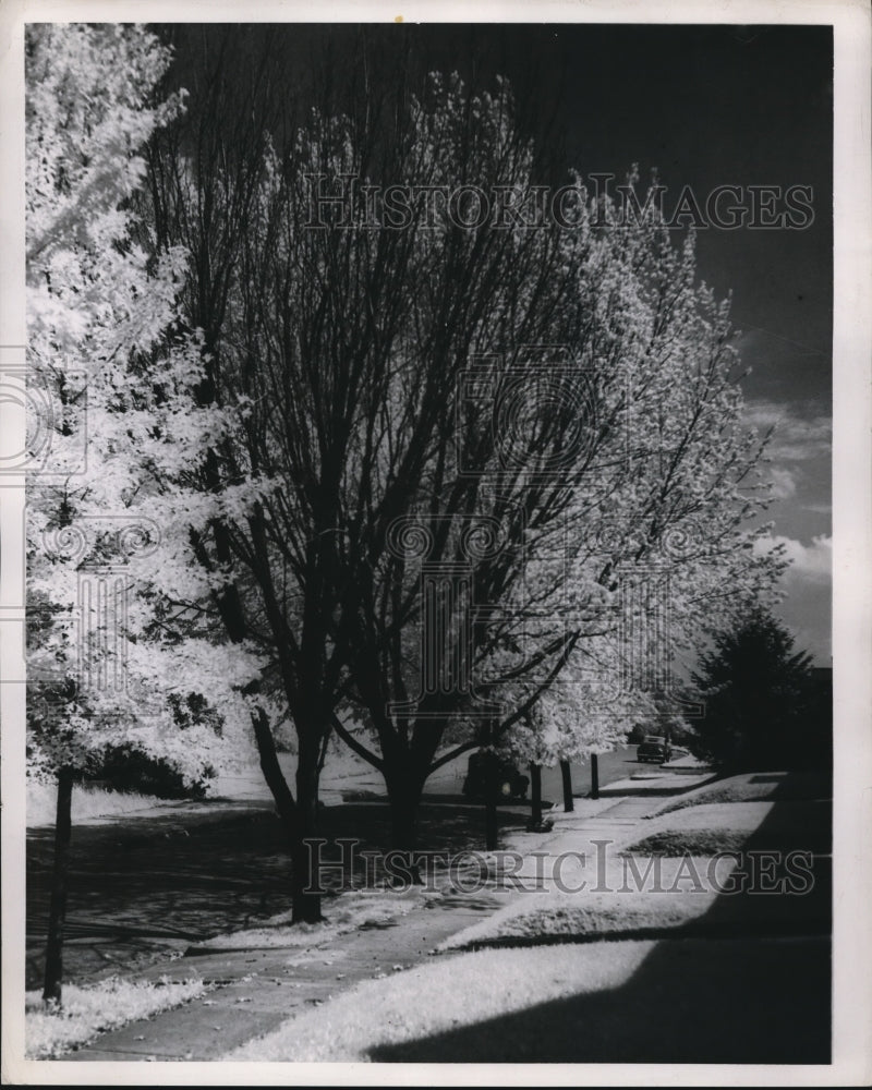 1949 Press Photo Dutch Elm Trees in Dayton Ohio