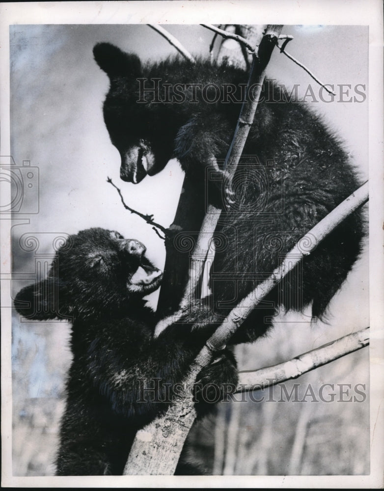 1953 Press Photo Northern Michigan bear cubs play in tree branches