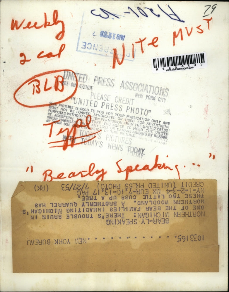 1953 Press Photo Northern Michigan bear cubs play in tree branches