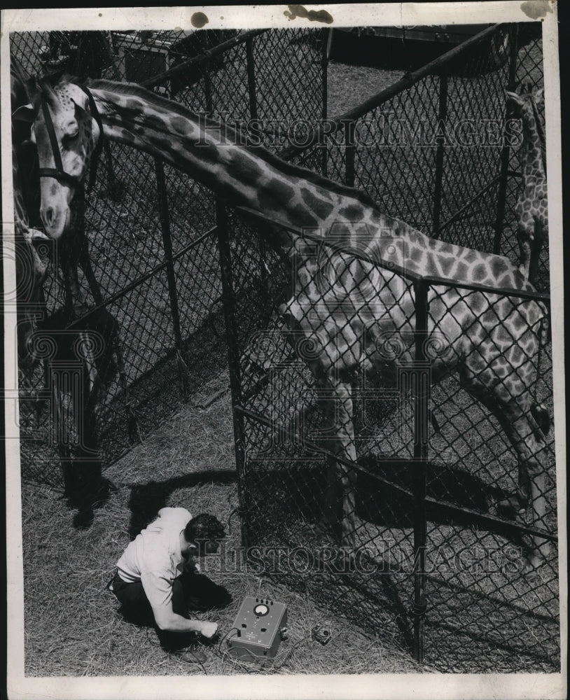 1946 Press Photo Giraffe Steps Measured by General Electric Scientist