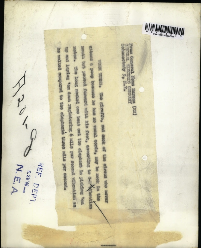 1946 Press Photo Giraffe Steps Measured by General Electric Scientist