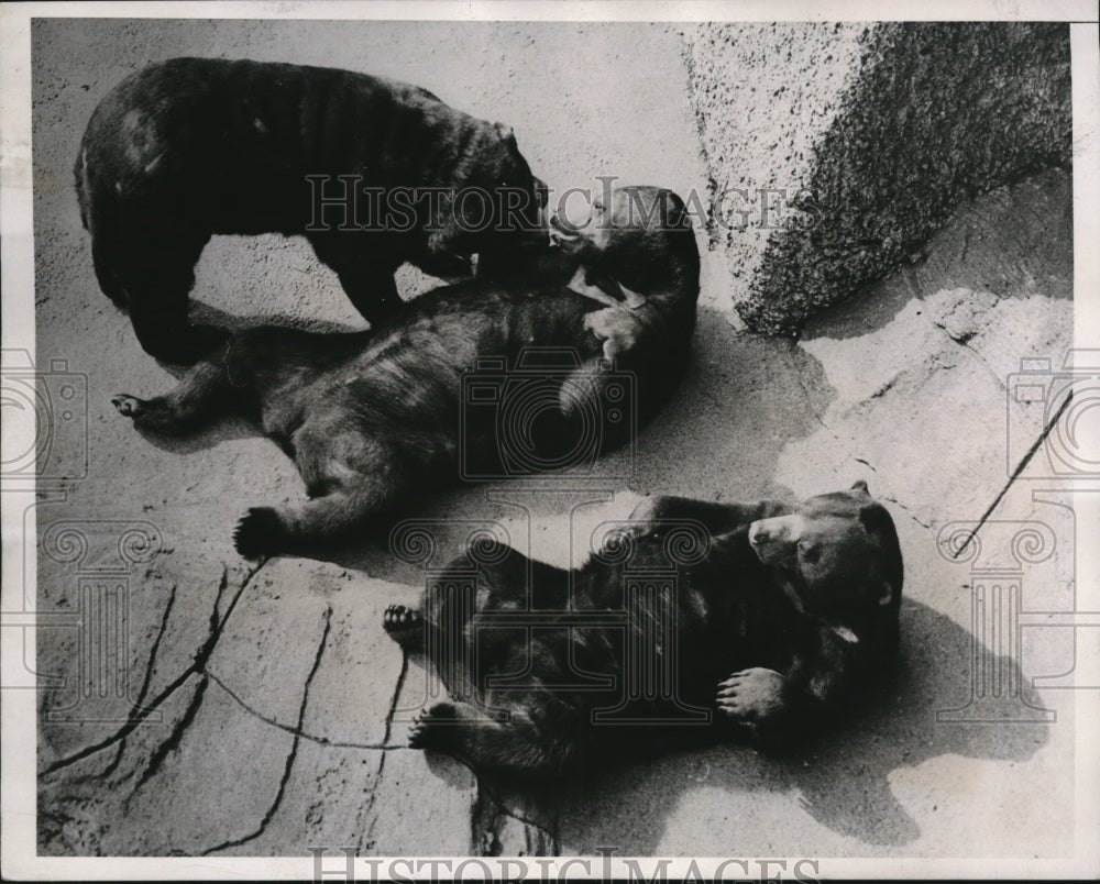 1938 Press Photo Sun Bears Sunbathing, London Zoo