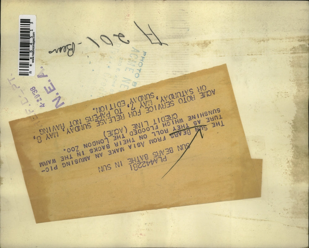 1938 Press Photo Sun Bears Sunbathing, London Zoo