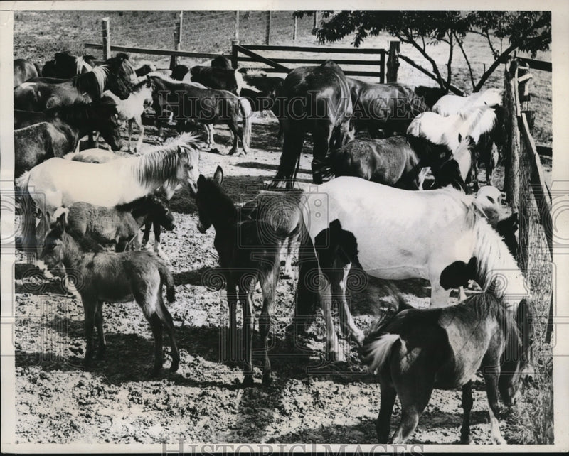 Load image into Gallery viewer, 1939 Press Photo The Midget Mule population at Watson Farm
