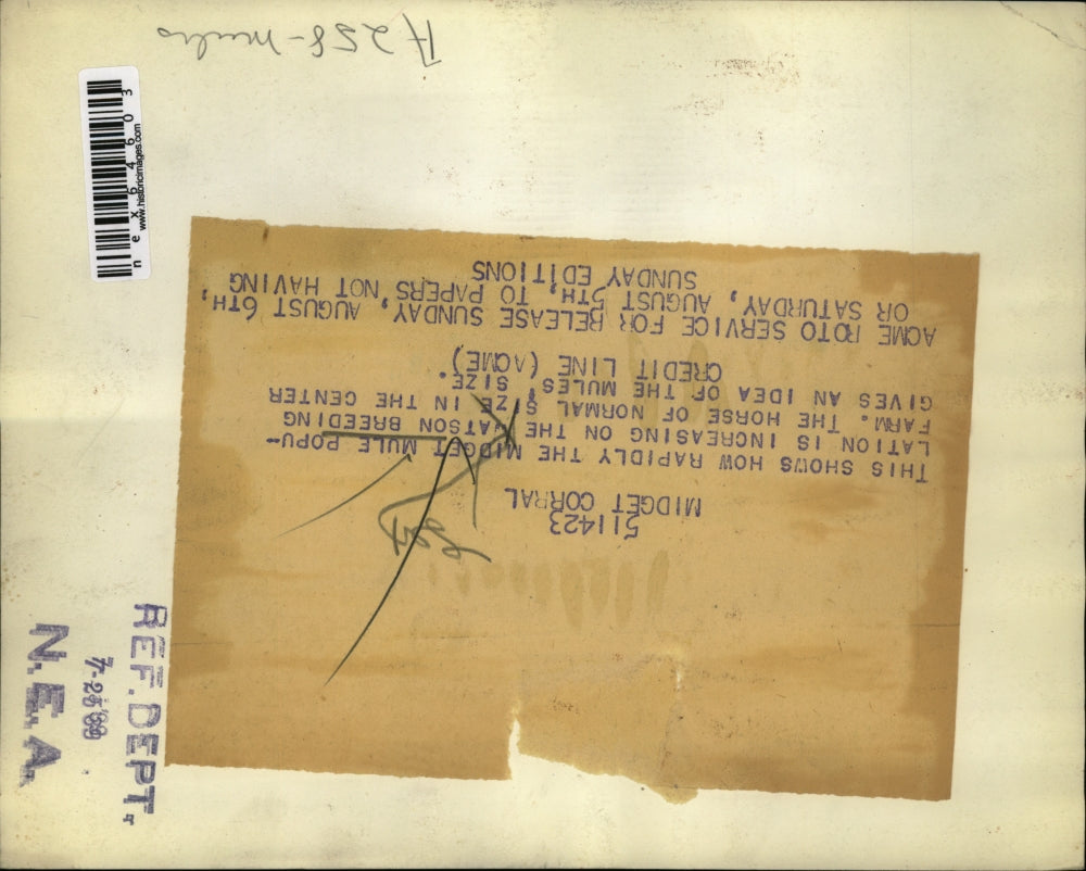 1939 Press Photo The Midget Mule population at Watson Farm